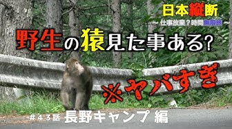 野生の猿 Youtube