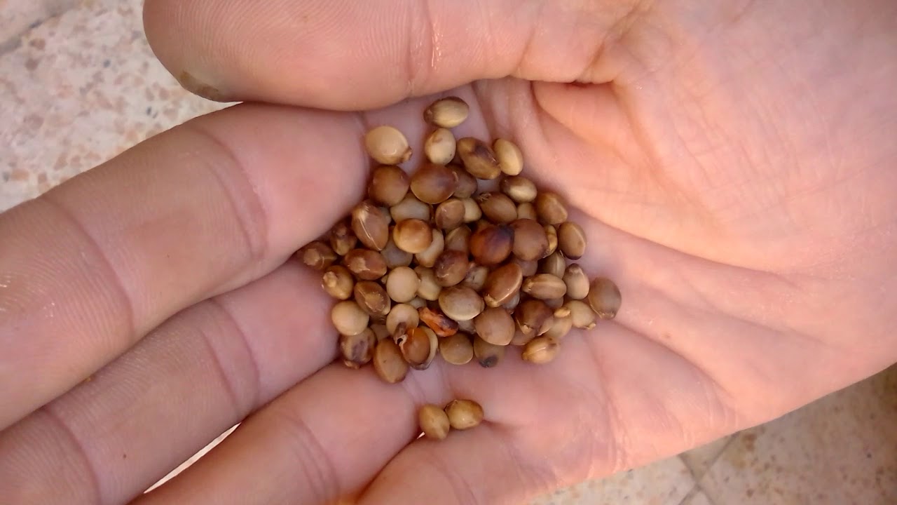 كيفية إنتاش بذور البطم بسرعة