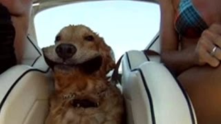 Dogs Versus the Wind: Compilation