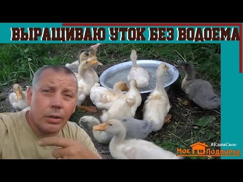 Видео: Мой опыт с домашней уткой