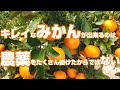 【6月上旬】ほんの少し手を加えるだけで、キレイなみかんができる！黒点病は一瞬でみかんの価値を落とします。(高画質推奨2K)