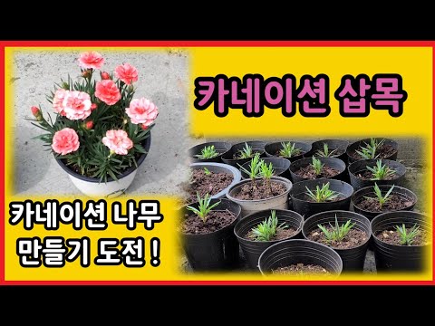 카네이션 나무로 키워보기와 카네이션 삽목으로 번식하기. growing carnation tree