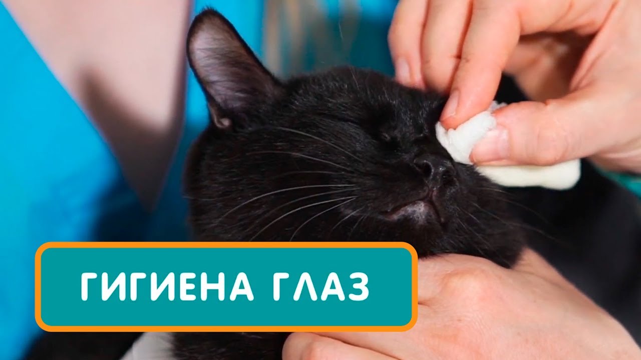 как чистить глаза котенку