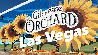Gilcrease Orchard Las Vegas- Desert Farm & Pumpkin Patch🎃