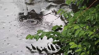 FREE Stock Footage - Rain falling, Raindrops and Puddles