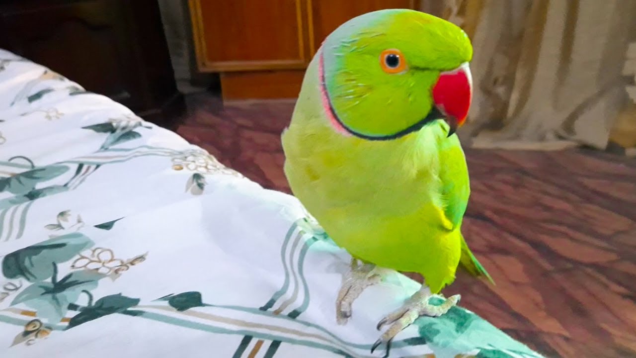 Cute Green Ringneck Parrot Talking In Hindi - YouTube
