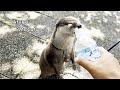 Not Surprisingly, Otters Don't Like The Heat! [Otter Life Day 737]