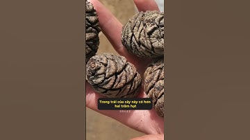 Vì sao cây khổng lồ 3000 năm tuổi lại bị chặt?  #shorts #kienthuc #facts #xuhuong #viral