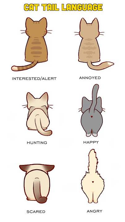 Download lagu Cat Tail Language - Cat Tail Meaning Body Language