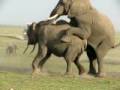 Elephant en rut au Kenya