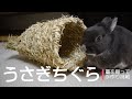 うさぎちぐらを作ってみる～藁から手作り