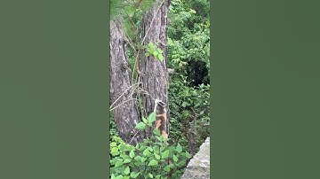Cat scratching tree bark and then shying after being caught in the act #shorts #short #cat #cats