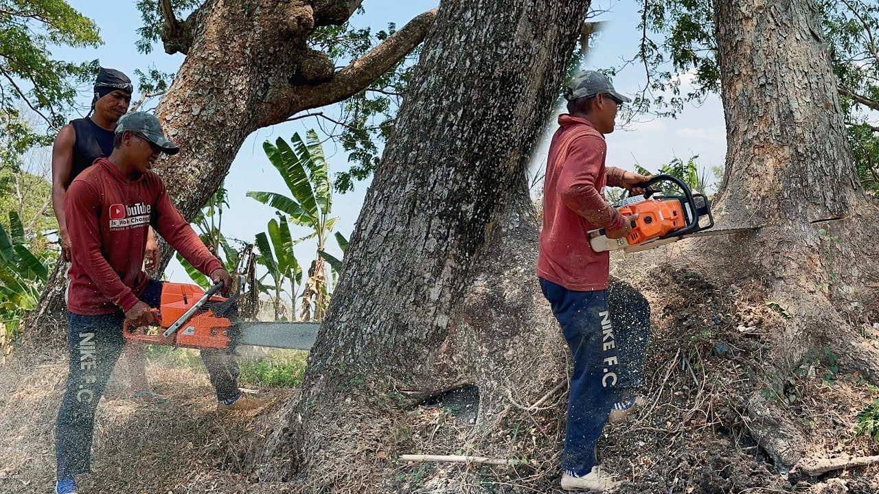 Cut down 4 trees in a row quickly!! Stihl ms881 & Husqvarna 395xp ...