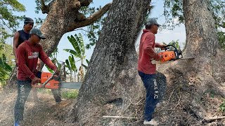 Cut down 4 trees in a row quickly!! Stihl ms881 & Husqvarna 395xp chainsaw.