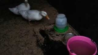 Goodnight Baby Ducks