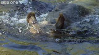 HD: Grizzly Bears' Fancy Footwork - Nature's Great Events: The Great Salmon Run - BBC One