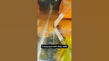 Dụng cụ hút cặn vệ sinh cho bể cá một cách đơn giản #aquarium #youtubeshorts