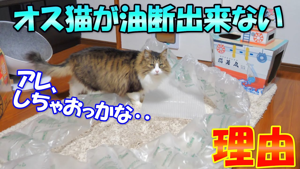 これがあるからオス猫は油断出来ません Youtube