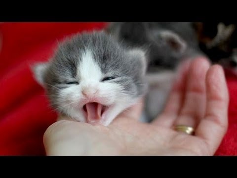 Malí Koťata Mňoukání A Mluví - Roztomilé Kočky Kompilace