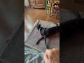 Coco Fun