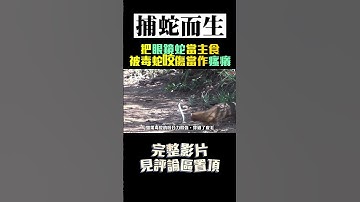 把眼鏡蛇當主食！天天吃毒蛇大餐！ #shorts