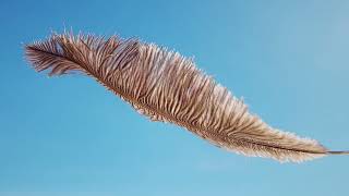 Omega Nebula - Unburden