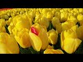 Тюльпановый рай.🌷 Сказочная Голландия.🌷 Релакс / Медитация