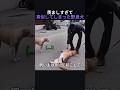 羨ましすぎて真似してしまった野良犬