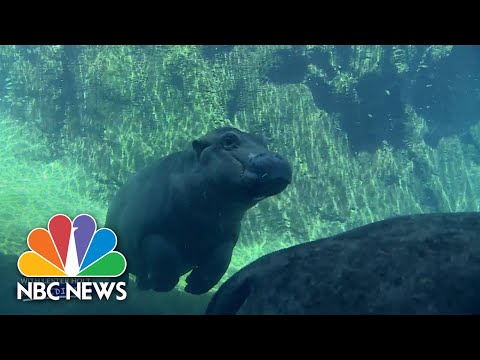 'Miracle' Hippo Fiona Turns 5! - Nightly News: Kids Edition.