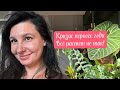 Кризис первого года в цветоводстве: все растет не так!