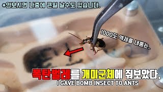 폭탄벌레를 개미군체에게 줘보았다ㄷㄷ /I gave bomb insect to ants20