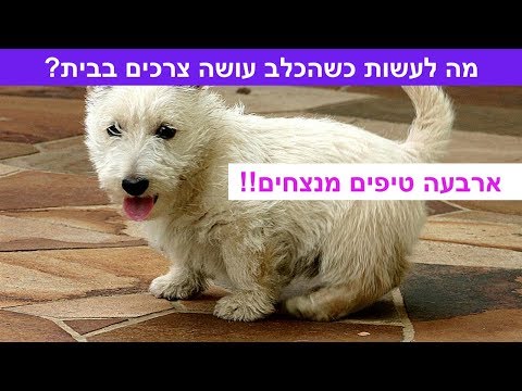 וִידֵאוֹ: כיצד לטפל בהרבה אצל כלבים: 11 שלבים (עם תמונות)