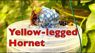 Yellow legged Hornet