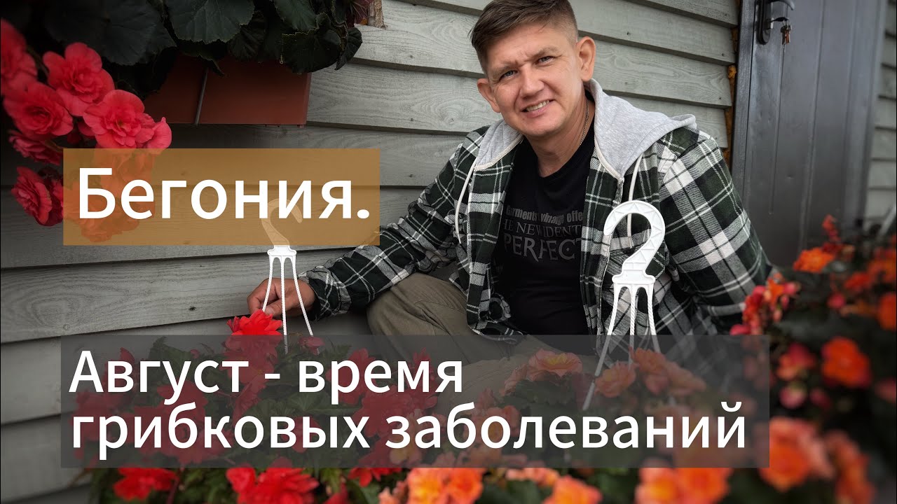 Бегония. Август-время грибковых заболеваний