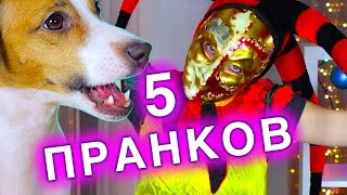 ПРАНК НАД СОБАКОЙ - СОБАКА В ШОКЕ - СКРЫТАЯ КАМЕРА - МОЙ ПАРЕНЬ | Elli Di Pets