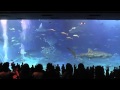 作業用映像　美ら海水族館