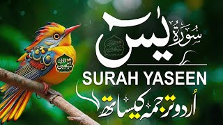 Full Surah Yaseen with Urdu Tarjuma | Most Beautiful and Relaxing Quran Recitation