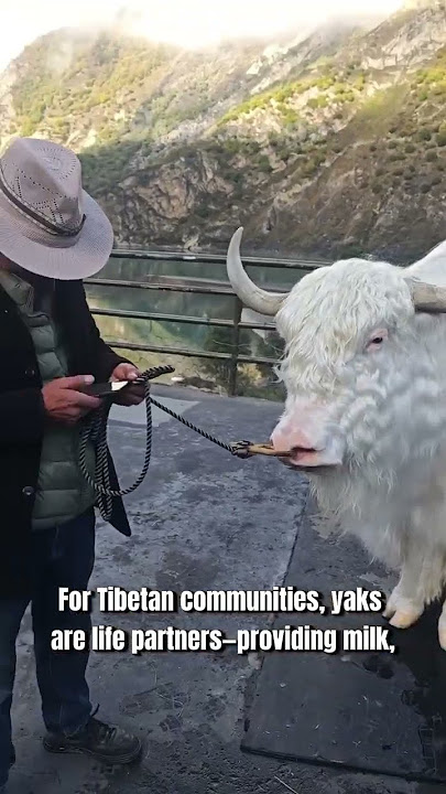White Tibetan Yak: The Gentle Giant of the Himalayas ❄️🐂 #youtubeshorts #animals #shortvideo #video