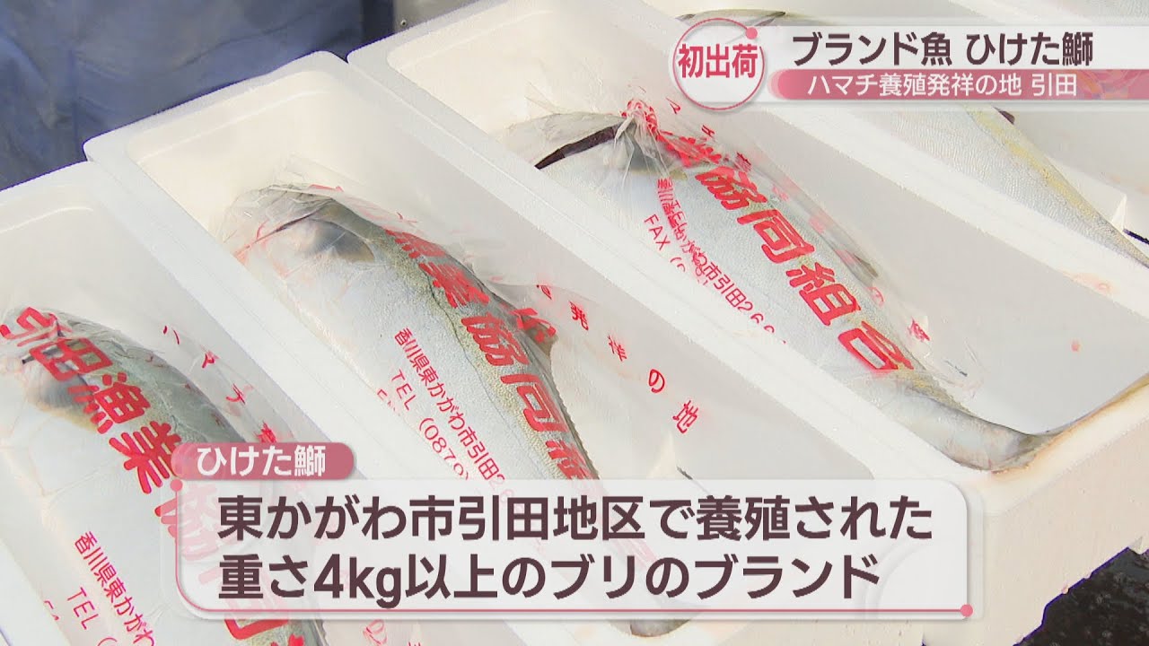 ハマチ養殖発祥の地・東かがわ市引田で「ひけた鰤」の出荷始まる 香川