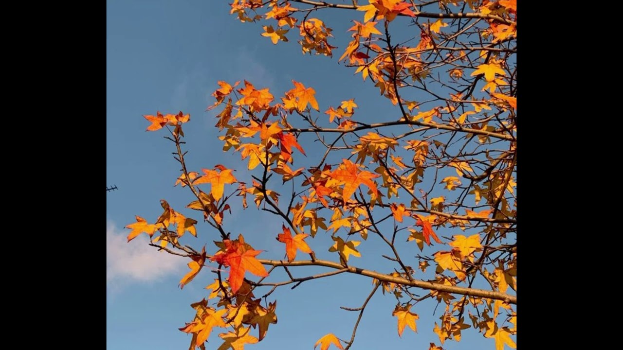 [FREE] rxseboy x powfu x jomie type beat - "early autumn"