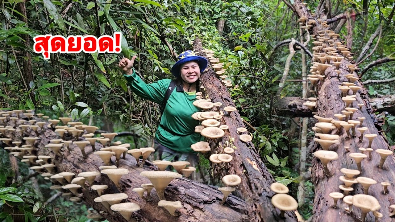 หมานสุดยอด​จ้า! ขอนบิน