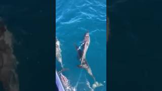 Baby Spinner Dolphin in Kauai