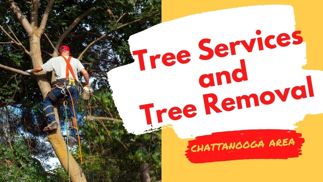 Tree Services in Chattanooga Tree Removal Service Stump Removal B