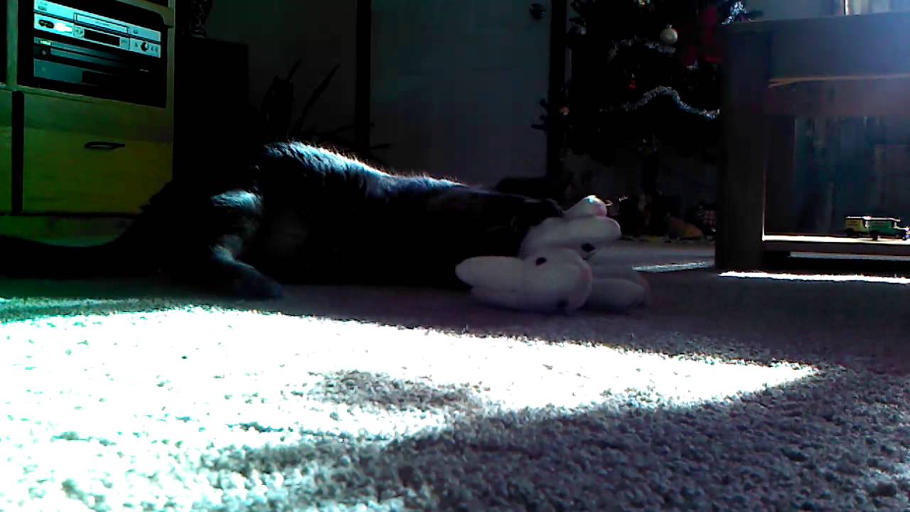 Nuisance my naughty cat,,,, YouTube