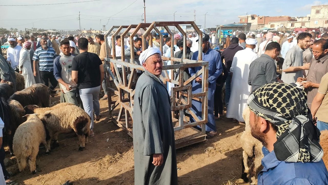 عنتيل المنوفية ⁉️ بيأكل 20 بقره 🐄🦬وجاموسة في غمضة عين👌بإيد واحده 🤣🤣 01148838483 