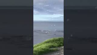 😱ЖЕСТЬ😱Птицы ныряют за рыбой🎣