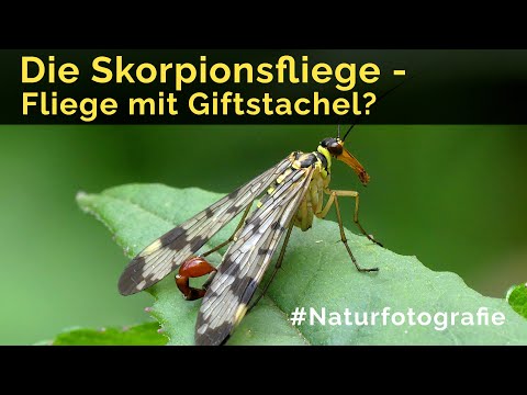 Video: Warum heißt sie Skorpionfliege?