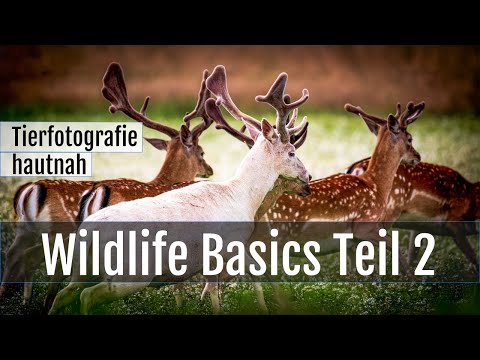 Tierfotografie hautnah! Wildlife-Basics Teil 2: Mein Mindset für die Wildlife-Fotografie