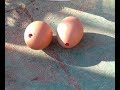 Расклев яиц у кур, каннибализм - быстрое лечение