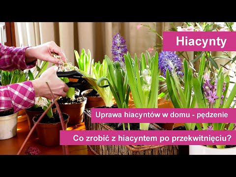 Hiacynty - Jak uprawiać hiacynty w domu? Co zrobić z hiacyntem po przekwitnięciu?